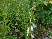Campanula alliariifolia 3, Saxifraga-Ed Stikvoort