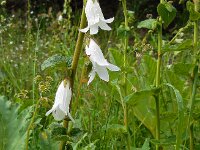 Campanula alliariifolia 4, Saxifraga-Ed Stikvoort
