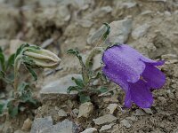 Campanula alpestris