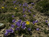 Campanula alpestris 12, Saxifraga-Jan van der Straaten