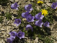 Campanula alpestris 13, Saxifraga-Jan van der Straaten