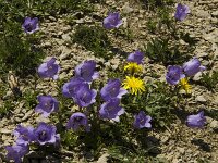 Campanula alpestris 14, Saxifraga-Jan van der Straaten