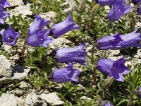 Campanula alpestris 16, Saxifraga-Willem van Kruijsbergen