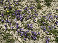 Campanula alpestris 17, Saxifraga-Willem van Kruijsbergen