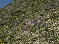 Campanula alpestris 18, Saxifraga-Willem van Kruijsbergen