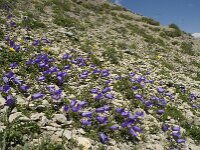 Campanula alpestris 2, Saxifraga-Willem van Kruijsbergen