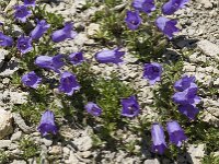 Campanula alpestris 20, Saxifraga-Willem van Kruijsbergen