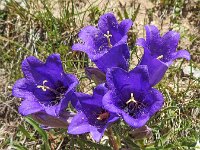 Campanula alpestris 22, Saxifraga-Harry Jans