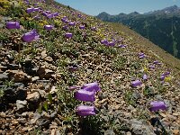 Campanula alpestris 29, Saxifraga-Harry Jans