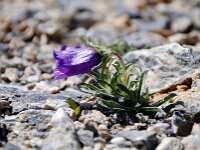 Campanula alpestris 31, Saxifraga-Luuk Vermeer