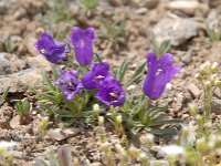 Campanula alpestris 34, Saxifraga-Luuk Vermeer