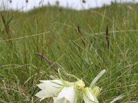Campanula alpina