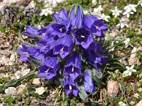 Campanula alpina ssp orbelica 11, Saxifraga-Harry Jans  Campanula alpina ssp. orbelica
