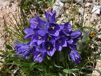 Campanula alpina ssp orbelica 13, Saxifraga-Harry Jans  Campanula alpina ssp. orbelica