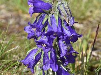 Campanula alpina ssp orbelica 6, Saxifraga-Harry Jans  Campanula alpina ssp. orbelica