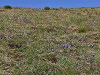 Campanula alpina ssp orbelica 7, Saxifraga-Harry Jans  habitat Campanula alpina ssp. orbelica : Habitat