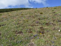Campanula alpina ssp orbelica 8, Saxifraga-Harry Jans  habitat Campanula alpina ssp. orbelica : Habitat