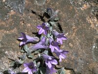 Campanula andrewsii