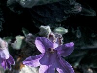 Campanula andrewsii 3, Saxifraga-Jan van der Straaten