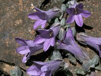 Campanula andrewsii 4, Saxifraga-Jan van der Straaten