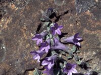 Campanula andrewsii 6, Saxifraga-Jan van der Straaten