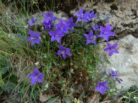 Campanula arvatica