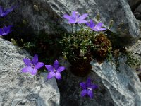 Campanula arvatica 2, Saxifraga-Ed Stikvoort : ZW van Cordiñanes de Valdeón s9900