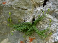 Campanula arvatica 7, Saxifraga-Ed Stikvoort : ZW van Cordiñanes de Valdeón s9900