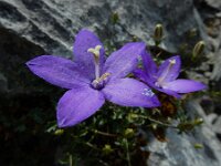 Campanula arvatica 8, Saxifraga-Ed Stikvoort : ZW van Cordiñanes de Valdeón s9900