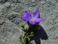 Campanula arvatica 9, Saxifraga-Ed Stikvoort : Espinama - Fuente Dé - Regugio de Aliva s9900