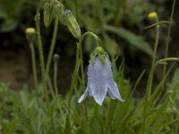 Campanula barbata