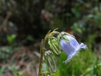 Campanula barbata 10, Saxifraga-Jeroen Willemsen