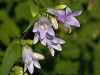 Campanula barbata 14, Saxifraga-Bart Vastenhouw