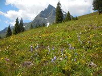 Campanula barbata 16, Saxifraga-Ed Stikvoort