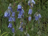 Campanula barbata 2, Saxifraga-Willem van Kruijsbergen