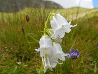 Campanula barbata 20, Saxifraga-Ed Stikvoort
