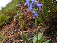 Campanula barbata 21, Saxifraga-Ed Stikvoort