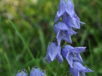 Campanula barbata 26, Saxifraga-Harry Jans