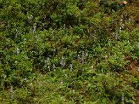 Campanula barbata 28, Saxifraga-Ed Stikvoort