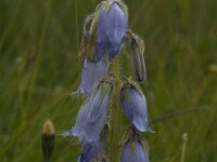 Campanula barbata 3, Saxifraga-Willem van Kruijsbergen