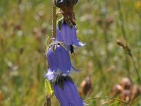 Campanula barbata 30, Saxifraga-Harry Jans