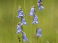 Campanula barbata 31, Saxifraga-Luuk Vermeer