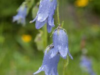 Campanula barbata 34, Saxifraga-Luuk Vermeer