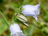 Campanula barbata 36, Saxifraga-Sonja Bouwman  Baardig klokje - Campanula barbata - Campanulaceae familie