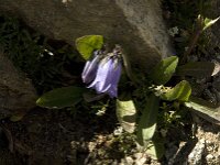 Campanula barbata 8, Saxifraga-Jan van der Straaten
