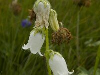 Campanula barbata f alba 6, Saxifraga-Willem van Kruijsbergen
