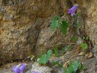 Campanula bayerniana