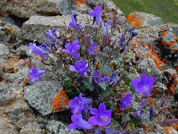 Campanula bayerniana 4, Saxifraga-Ed Stikvoort