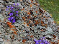 Campanula bayerniana 6, Saxifraga-Ed Stikvoort
