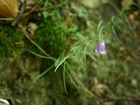 Campanula bertolae